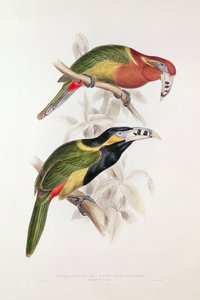 Täplikäs Bill Aracari, 1800-luku (värilitografia)